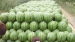 2015年安徽砀山西瓜销售大量上市