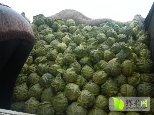 2014年山东郯城中甘21甘蓝价格