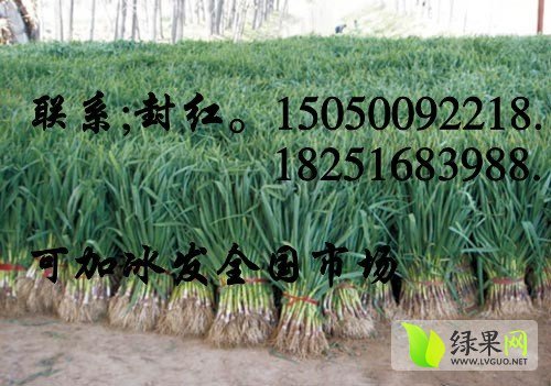 2014年江苏沛县4.6瓣蒜苗价格