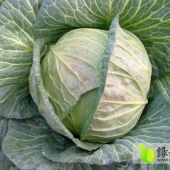 河南新野N35 ,奥奇娜，东升（扁圆形）甘蓝