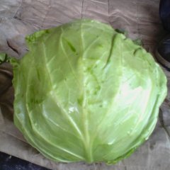 山东金乡8398甘蓝：鸡术申海科