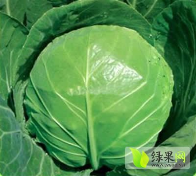 2014年山东郯城中甘21甘蓝价格