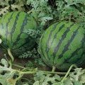 陕西大荔京欣​瓜圆、肉厚、沙甜