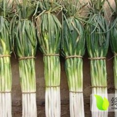 山东省潍坊安丘市新安街道大葱