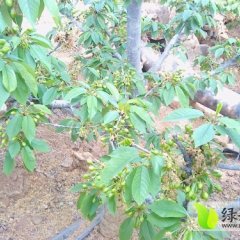 山东新泰美早：大驻马路兴军