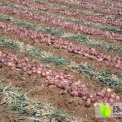 四川西昌红皮洋葱：礼州刘寿伦