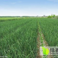 四川西昌红皮洋葱 你懂的