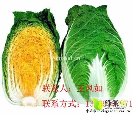 2014年山东莘县强春大白菜价格