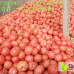 我处粉红西红柿现已大量上市 价格低