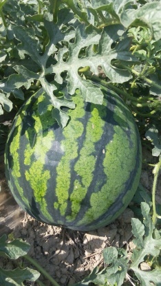 云南盈江甜王0号新绿宝：姐冒乡孟老四