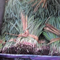 河北香河陆地红根韭菜已经上市