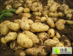 山东泗水荷兰十五土豆 无公害产品
