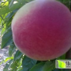 河南开封千亩突围桃即将成熟上市