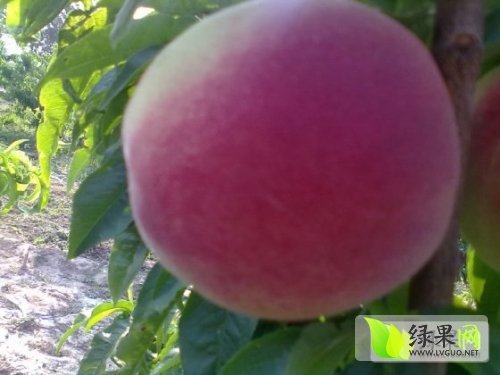 2014年河南通许突围桃价格