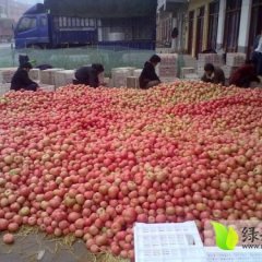 2017年供应沭阳粉红西红柿咨询电话联系!