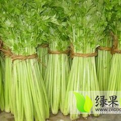 大量供应优质芹菜