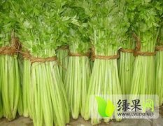 徐州有机蔬菜基地优质芹菜