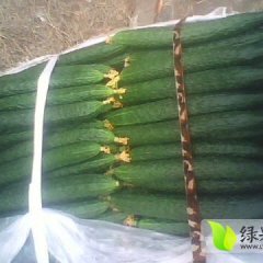 河南安阳大量供应黄瓜西红柿