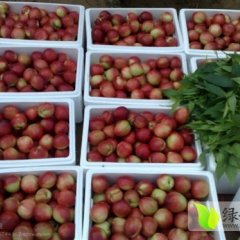 山东冠县金太阳杏：店子镇贾子侠