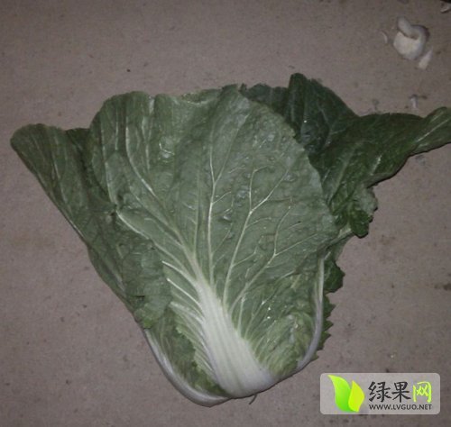 2014年河南新野菊锦春白菜价格