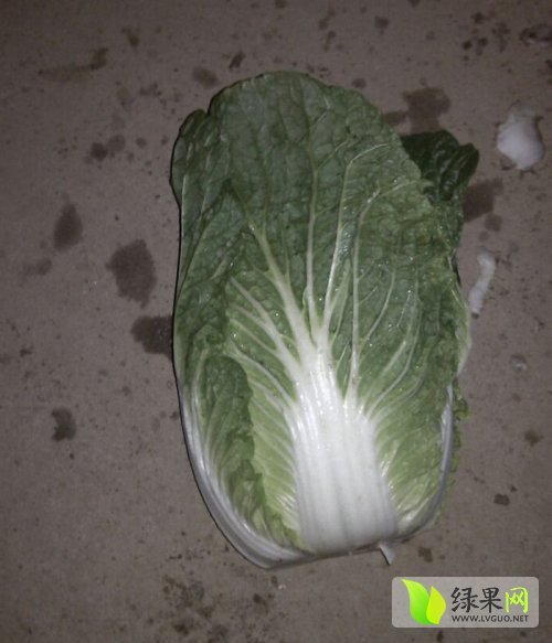 2014年河南新野菊锦春白菜价格