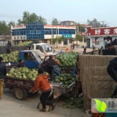 山东郯城中甘21甘蓝：红花镇周全