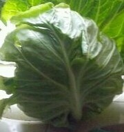 河南新野争春甘蓝：城郊乡李军伟