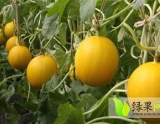 山东莘县伊丽莎白-久红瑞花蕾甜瓜大量供应