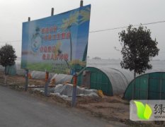 陕西蒲城种植西瓜5万多亩 五月下旬上市