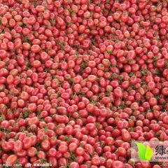 海南大量供应千禧圣女果 1-5月上市