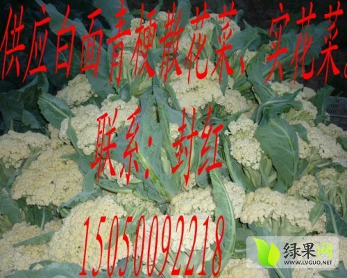 2014年江苏沛县白面青梗松花菜价格