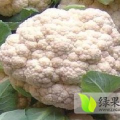 江苏沛县河口镇供应白面青梗松花