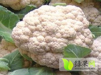 2014年江苏沛县白面青梗松花菜价格