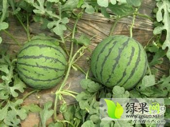 2013年河南南乐京欣价格