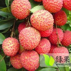 广东上洋荔枝6月上市