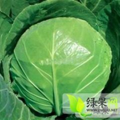 河北肥乡中甘21甘蓝：郝家堡