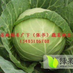 河北曲周中甘21甘蓝：王张书