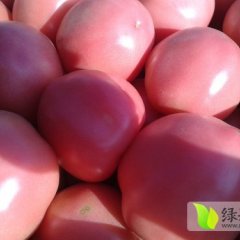 河南延津种植金鹏西红柿百万亩