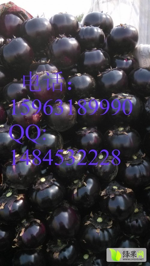 2014年山东东昌府黑茄王价格