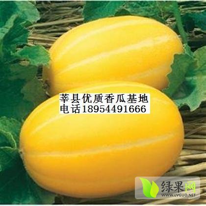 2014年山东莘县丰田 黄皮香瓜价格