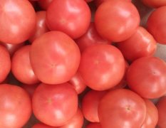 我处大量粉红西红柿上市​ 货源充足