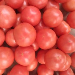 我处大量粉红西红柿上市​ 货源充足