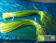 代收代存大蒜蒜薹冷库出租预定中