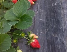 草莓种植基地、徐州草莓价格