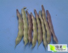 山东成武油豆：白浮李香永