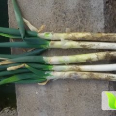 山东安丘铁杆大葱：