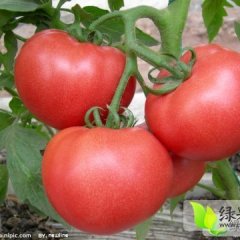 辽宁南票大棚硬粉西红柿质量好