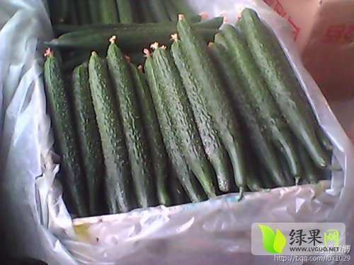 2014年河南扶沟德瑞特721黄瓜价格