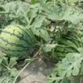 河南夏邑千亩西瓜种植园 五月初上市