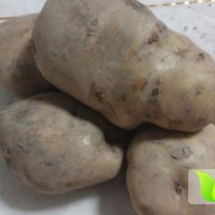 本种植基地有大量的克新一号土豆供应